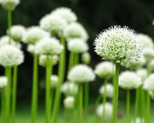 Trauma Counselling Vancouver